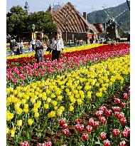 1 million tulips in full bloom at Nagasaki flower park