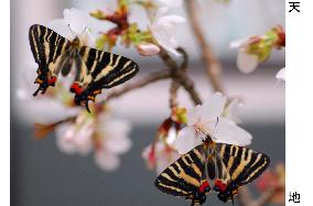 Gifu butterflies hatch at central Japan museum