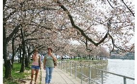 Cherry blossoms at Tidal Basin in Washington, D.C.