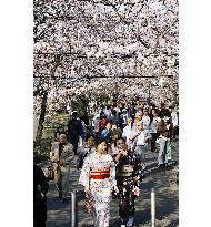 Cherry blossoms in full bloom at Ueno Park