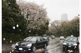 Tokyo sees snow in April, first time in 19 years