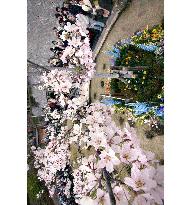 Being buried under cherry blossom tree fulfills woman's dream