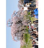 1000-year-old cherry tree in full bloom