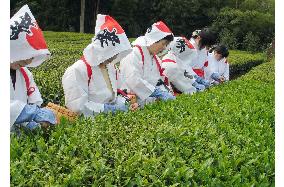 New tea leaves picked to be dedicated to shrine