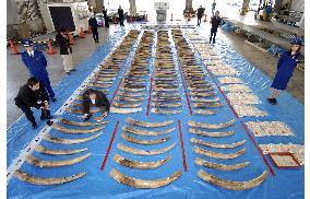 40 tons of illegally traded ivory seized in 2 yrs