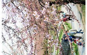 'Sakura' cherry blossoms bloom in northernmost Hokkaido
