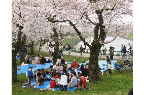 Cherry blossoms in full bloom in Hokkaido