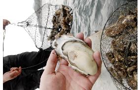 Hiroshima fishermen aim to turn oysters into summer delicacy