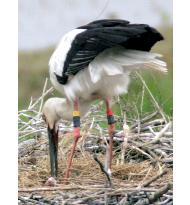 Stork egg hatches naturally in the wild