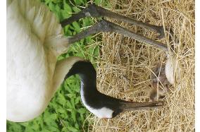 Red-crested white crane hatched in Toyama from egg laid elsewhere