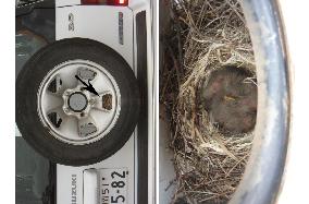 Baby white wagtail growing in nest on spare tire