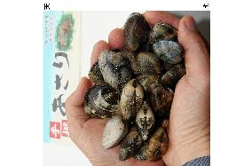 Oita fishermen resume traditional method of catching clams by hand