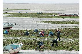 Oita fishermen resume traditional method of catching clams by hand