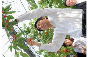 Abe picks cherry in Yamagata farm during stumping tour