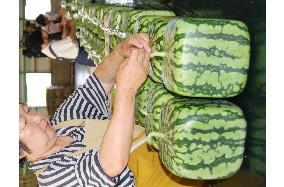 Shipments of square watermelons begin in Kagawa Pref.