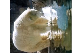 Polar bear given ice blocks at zoo