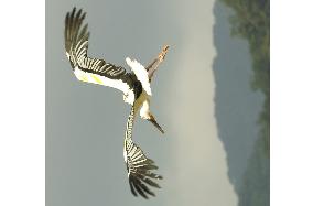 Artificially bred storks released to the wild