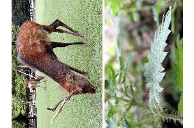 Nara Park nettles grow poison thorns as defense against deer?
