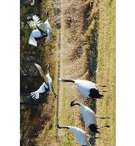 Red-crested cranes move out of Kushiro wetlands as winter nears