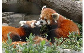 Kissing lesser pandas a draw at Kawasaki zoo