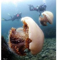 Giant jellyfishes swim in the Sea of Japan