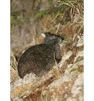 11 specially protected rabbits found dead on Amami-Oshima