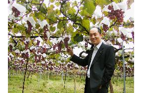 Koshu wine to make world debut in partnership with French chateau