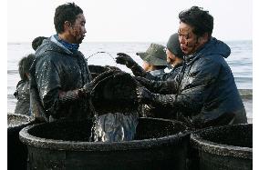 S. Koreans remove spilled oil