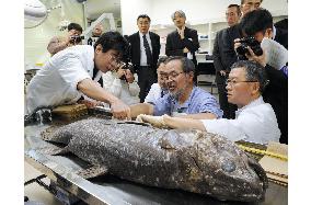Coelacanth dissected for research