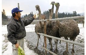Construction firms moonlighting as ostrich breeders