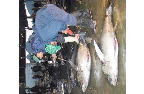 Slump in first tuna auction of the year in Wakayama