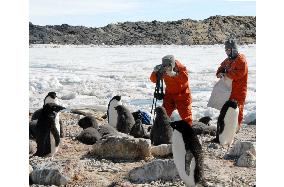 :Researchers study possible cataracts in Antarctic penguins