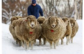 Pregnant ewes take exercise in snow