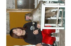 Taiwan woman takes to life with Japanese monkey troupe