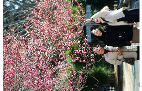 Plum blossom at Kairakuen plum park in Mito, Ibaraki Pref.