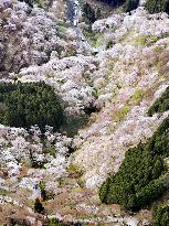 40,000 tourists visit Mt. Yoshino for cherry-blossom viewing