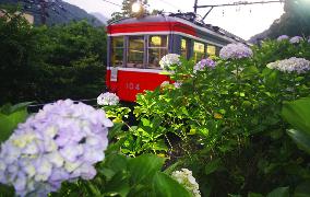 Hydrangea flowers in Hakone