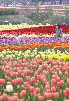 100,000 tulips in bloom at Hiroshima highland farm
