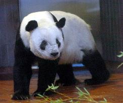 Ueno Zoo giant panda Ling Ling dies