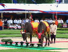 Traditional Royal Plowing Ceremony in Cambodia
