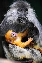 Silvered leaf monkey mother holds golden-hair baby