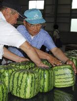 Shipment of square watermelons begins in Kagawa Pref.