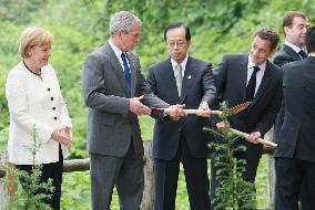 G-8 leaders plant pine trees able to absorb 20% more CO2