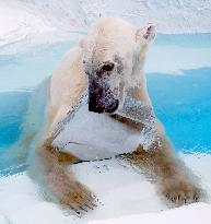 Polar bear in zoo presented with block of ice