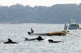 Coastal whaling season opens in Taiji