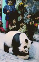 Prolific giant panda dies at Wakayama park aged 14