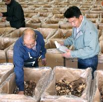Domestic shiitake producers enjoying high prices again