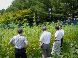 Hokkaido city grows hemp to promote economic development