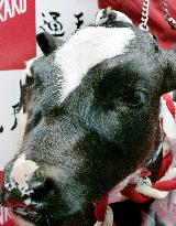 Cattle succeeds rat in Chinese zodiac