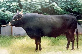 Japanese researchers clone ox known as 'father of Hidagyu' beef